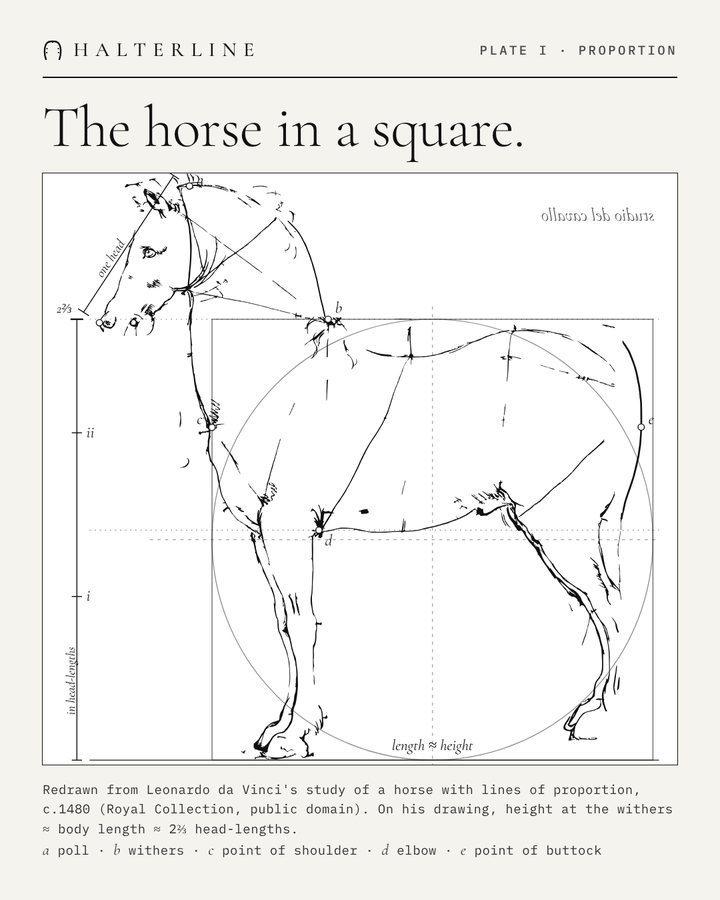Plate I: Leonardo da Vinci's horse redrawn inside a square, labelled poll, withers, point of shoulder, elbow and point of buttock